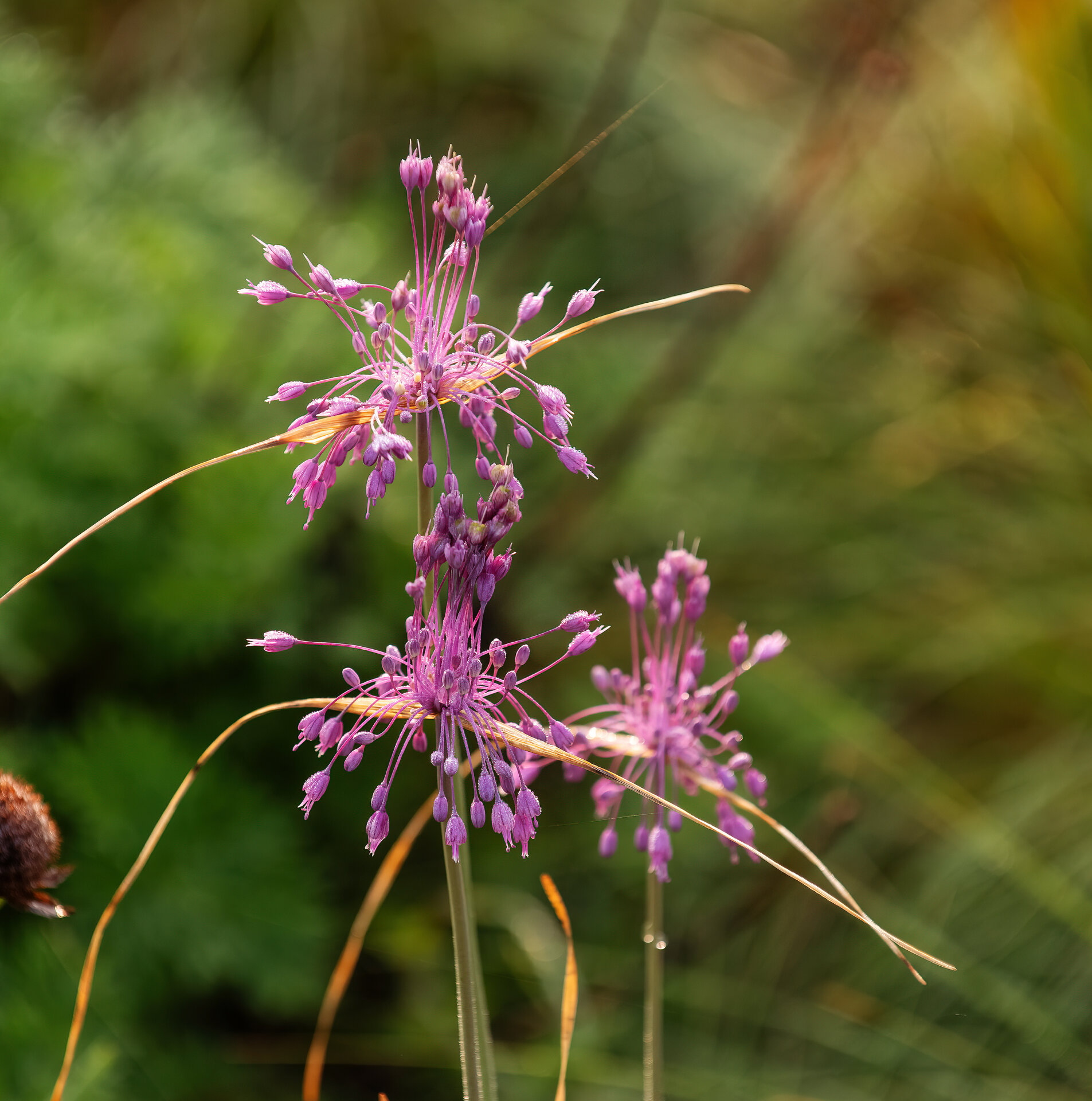 Allium carinatum var. pulchellum